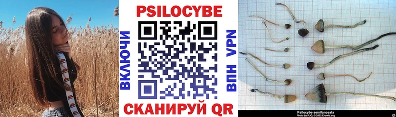 Псилоцибиновые грибы Psilocybine cubensis  купить наркотики сайты  Торопец 